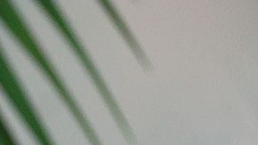 Rob Gronkowski tiburón