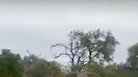 El momento en que el hombre dispara al elefante.