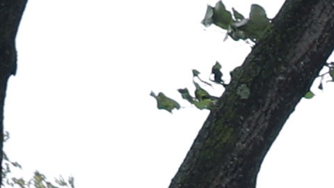 La tormenta Isaías provocó el derrumbe de árboles en todos los condados de NYC.