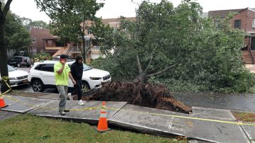 La tormenta Isaías provocó el derrumbe de árboles en todos los condados de NYC.