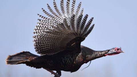 Pavo Salvaje.