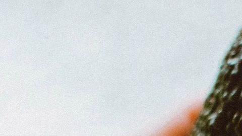 aguacate-Lisa Fotios en Pexels