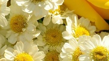 Las rosas amarillas y la manzanilla se relacionan con la abundancia.