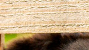 La empresa te llevará a los animalitos para que juegues con ellos durante 20 minutos.