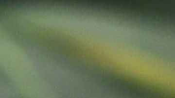 Las leyes aclaran que la marihuana vendida en dispensarios estatales debe ser cultivada en NY. (Foto: AFP)