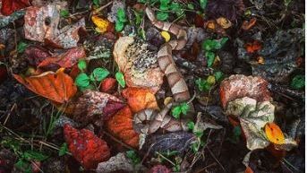 Las víboras en Texas andan activas.