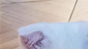 La dueña le aplicó cúrcuma a este gatito.