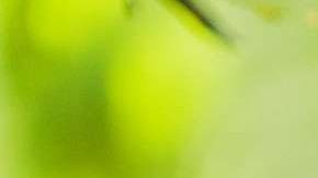leer