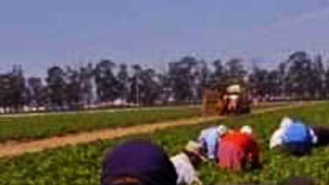 Instan a granjeros de Colorado a "defender" a sus trabajadores indocumentados