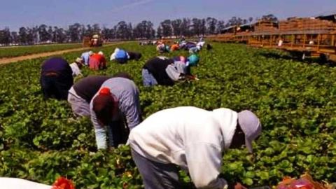 Instan a granjeros de Colorado a "defender" a sus trabajadores indocumentados