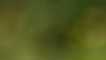 El ataque afectó toda la cara del niño, le sacó un pedazo de nariz y dejó secuelas en los nervios faciales.