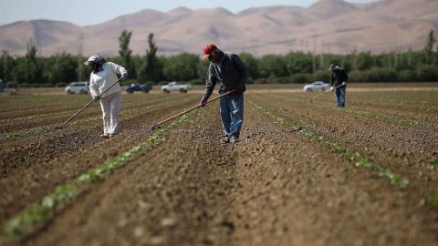 Trabajadores agrícolas en el Valle Central. /Archivo