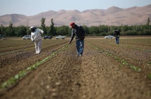 Salud o dinero: El dilema de los trabajadores indocumentados que alimentan a California