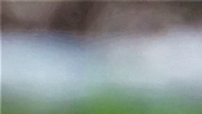 El Labrador es un perro sumamente fiel a su dueño.