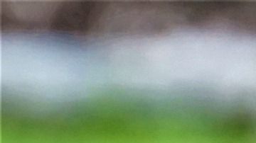 El Labrador es un perro sumamente fiel a su dueño.