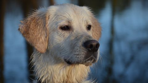Un perro ayudó a salvar la vida de una anciana.