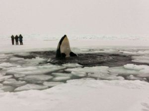 Hallan único ejemplar de ballena en Alaska, solo hay cinco en el mundo