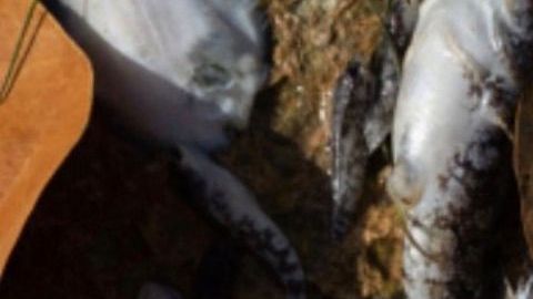 Una muestra de los peces que han aparecido muertos en las aguas de Miami.