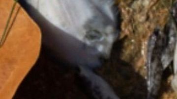 Una muestra de los peces que han aparecido muertos en las aguas de Miami.