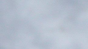 3 millones de gatos y perros se sacrifican cada año en los albergues.