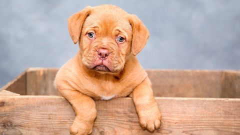 3 millones de gatos y perros se sacrifican cada año en los albergues.