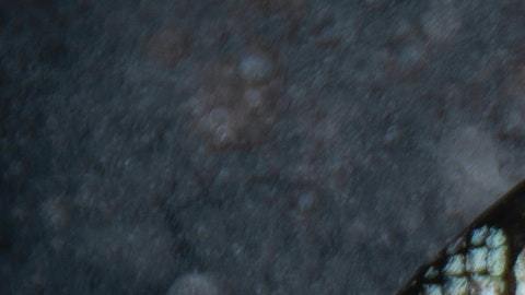 Aunque parece inverosímil, es real.