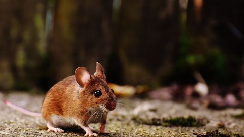 La mamá rata salva a su cría de ser devorada por una serpiente.