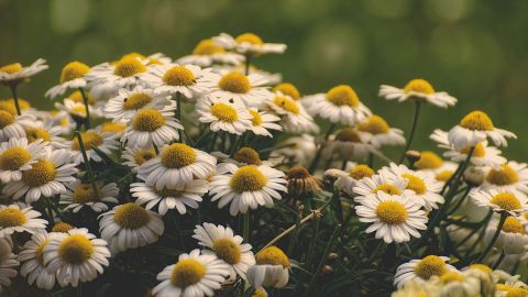 La manzanilla es una de las plantas caseras más comunes.