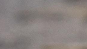 Resultó ser un ejemplar de la víbora de Russell, una de las más peligrosas del mundo.