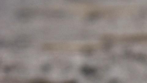 Resultó ser un ejemplar de la víbora de Russell, una de las más peligrosas del mundo.