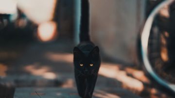 Dicen que ver un gato negro a los ojos es de mala suerte.