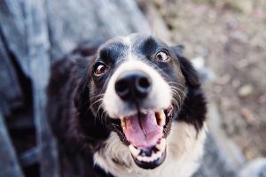 No pararás de reír con este perro que le robó la dentadura a su dueña