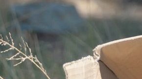 El perro no comprendía lo que estaba sucediendo.