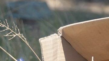 El perro no comprendía lo que estaba sucediendo.