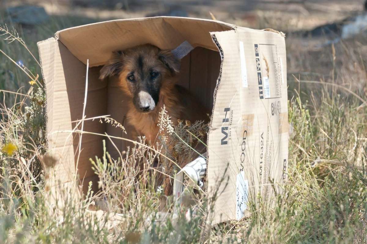 Captan El Triste Momento En El Que Un Perro Es Abandonado Por Su Duena En Una Carretera El Diario Ny