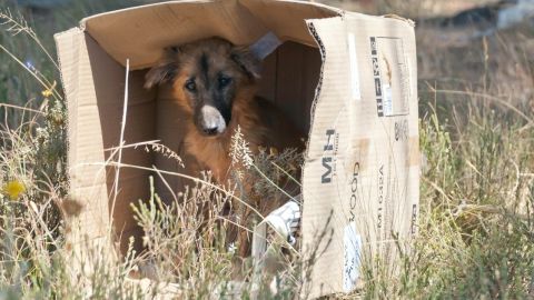 El perro no comprendía lo que estaba sucediendo.