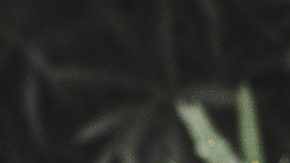 El bebé logró sobrevivir.