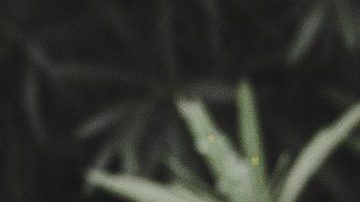 El bebé logró sobrevivir.