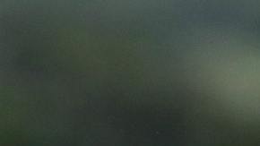 La cebra logró escapar de una muerte segura.