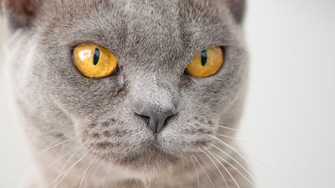 Ahora, el hombre busca demandar al dueño del animal.