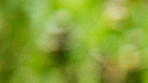 El bambú fue utilizado para la plataforma flotante, pisos, paredes y techos, reemplazando por completo al concreto y al metal.