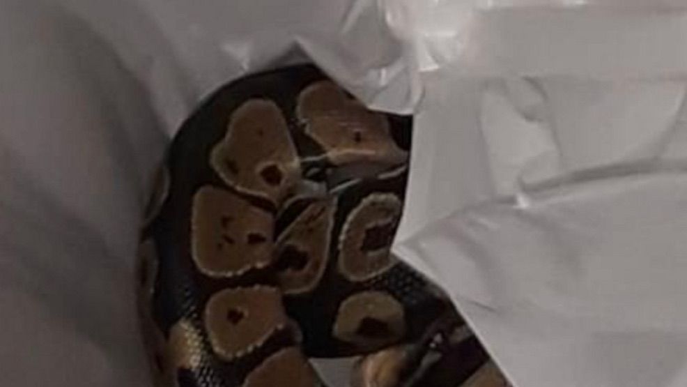 Reptile énorme Qui Traumatise New York Encuentra una serpiente en la lavadora de su casa de Florida | El Diario NY