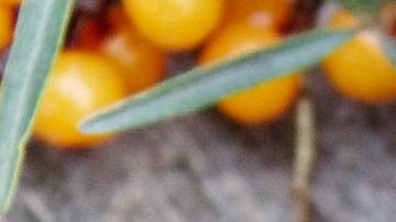 Jugo cítricos.