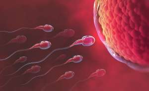 El cuerpo femenino rechaza los espermatozoides que no quiere cuando van camino al óvulo