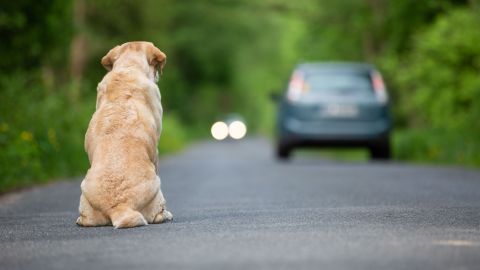 Al perrito le hacen falta las patas delanteras.