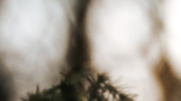 También le quitaron parte de una oreja y le fracturaron la tráquea.