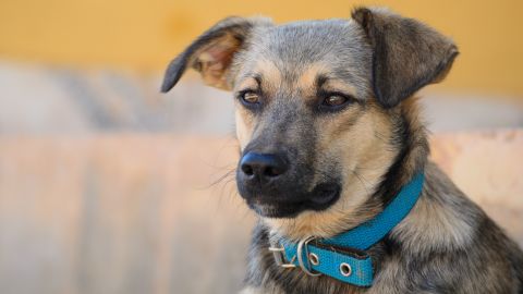 El perro se ganó el corazón de todos los de la agencia.