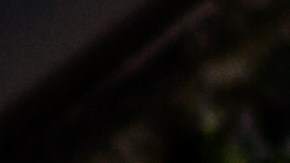 Las belugas fueron trasladadas a un santuario natural.