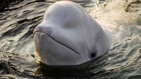 Las belugas fueron trasladadas a un santuario natural.