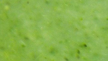 Sopa verde.
